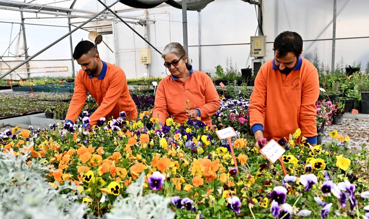 Çiçek Desenleri Günleri için yetiştiriliyor