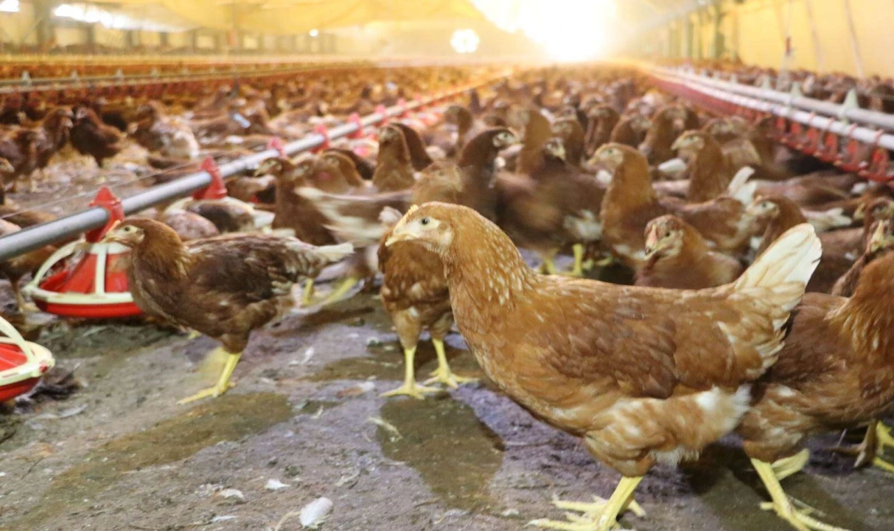 Yaklaşık 2 milyar adet yumurta üretildi