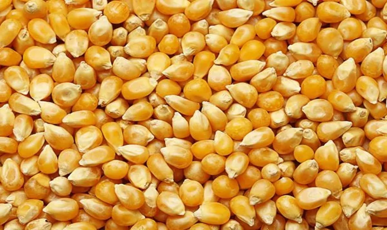 Dalaman’da 1.400 ton dane mısır satışa çıkıyor