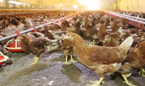 Yaklaşık 2 milyar adet yumurta üretildi