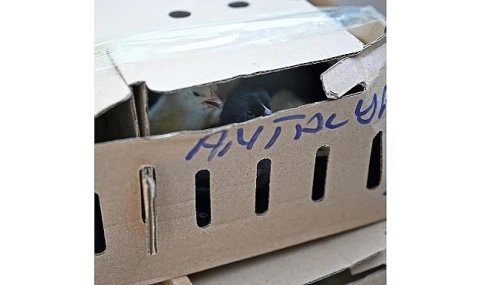 700 civcive el konuldu