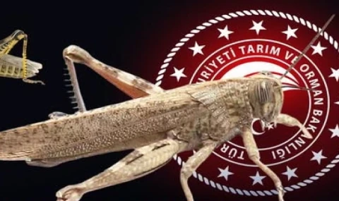 Bakanlıktan ’çekirge istilası’ açıklaması